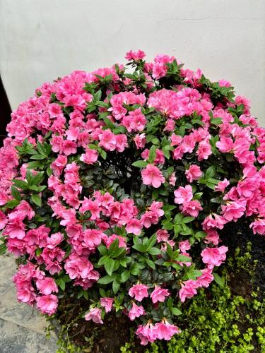 鸿胪花园酒店 入住赠送百威啤酒2瓶 鸿胪花园酒店 入住赠送百威啤酒2瓶