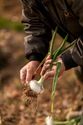 TEMA Relais - Tenuta Masciangelo