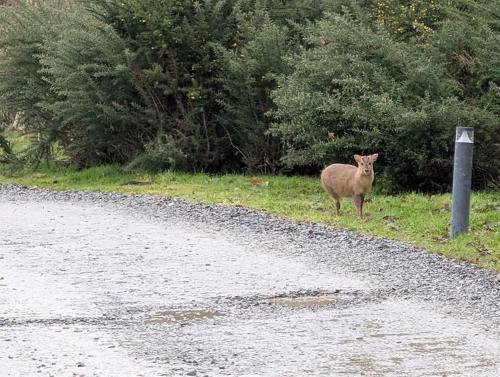 Kingfisher Lodge - Lakeside Lodge With Hot Tub