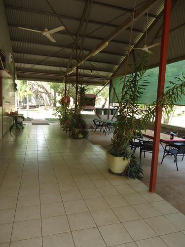 Pandanus on Litchfield in Batchelor / Litchfield Nemzeti Park