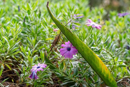Rosa-Tranquil Retreat Near Malua Bay Beach