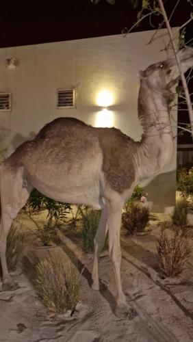 Hawana Salalah Poolside Apartment - image 5