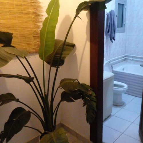 الخليج للشقق الفندقيه