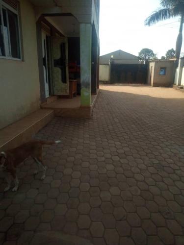 Abaluya Investments in Lyamutundwe