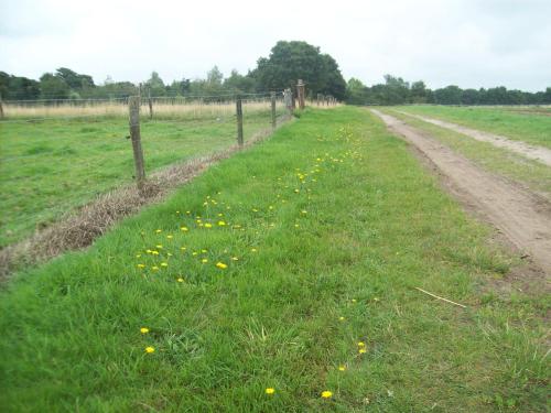 Wapen van Exloo - image 5