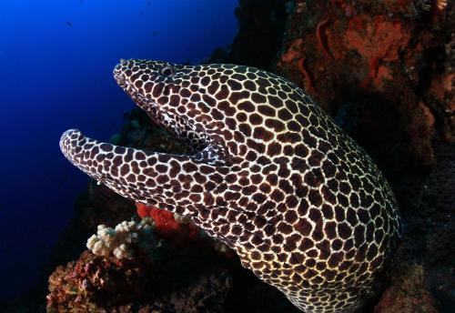 巴厘岛底栖生物及潜水胜地度假酒店