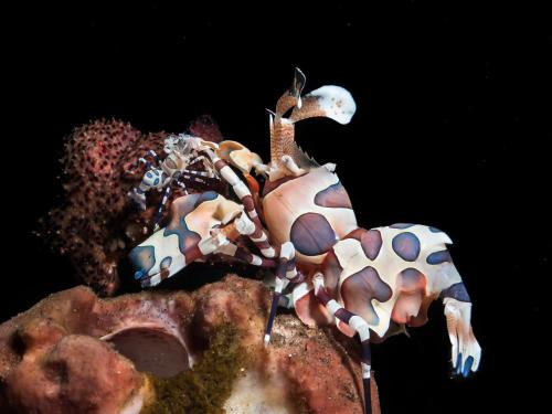 巴厘岛底栖生物及潜水胜地度假酒店