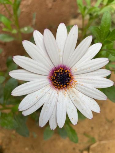 Dahshour Today جولات ريفية