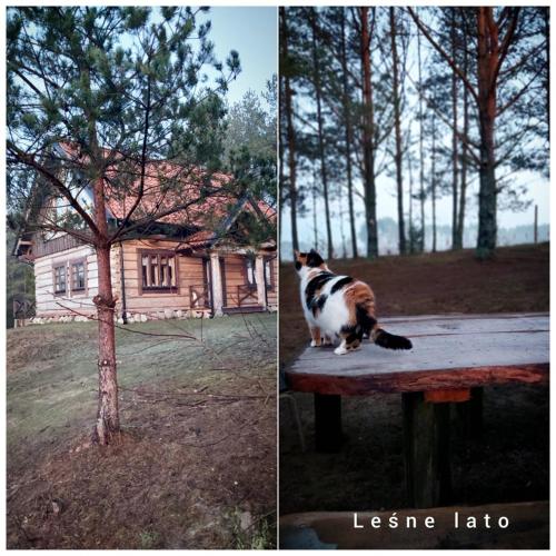 Leśne lato