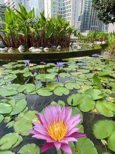 Axon Residence Pavilion Axon Residence Pavilion