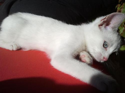 赛拉乌纳沃尔塔公寓式酒店