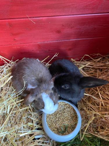 Tischneck Chalets - TraumFerienhäuser im Schwarzwald - Chalet Limone