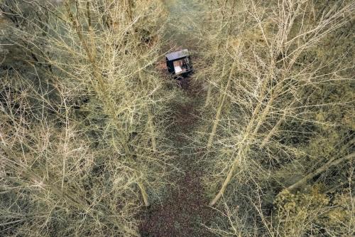 Les frenelles, Cabane à l'orée de la forêt (Les frenelles, Cabane a l'oree de la foret) in Marchiennes
