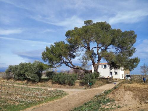 Domaine Saint Augustin in Rieux-Minervois