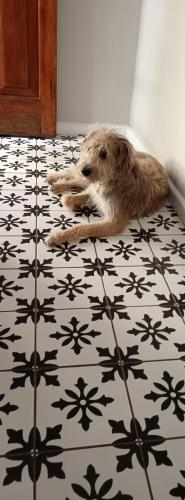 Bluegum Hill Guesthouse & Apartments