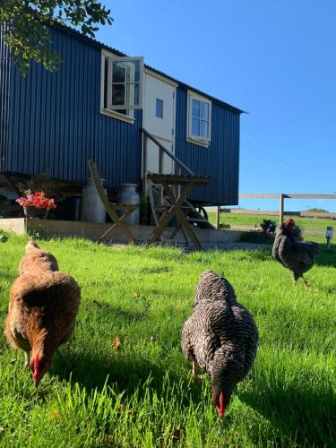 Phoenix Farm Shepherds Hut,Minions, Cornwall in North Hill