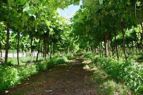 I Cipressi by Halldis