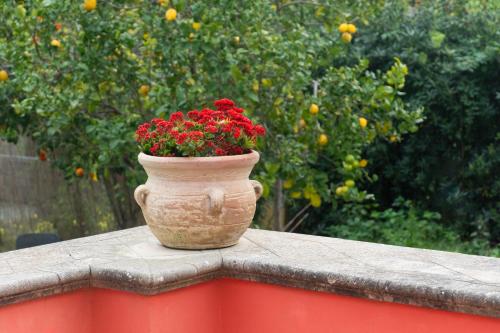 La TERRAZZA sul GIARDINO - image 9