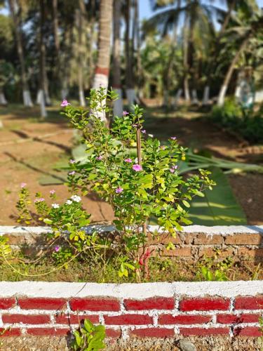 Savita Farmhouse - image 2