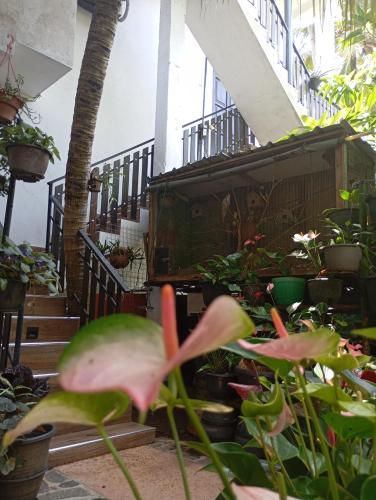 Little Villa Habaraduwa - image 3