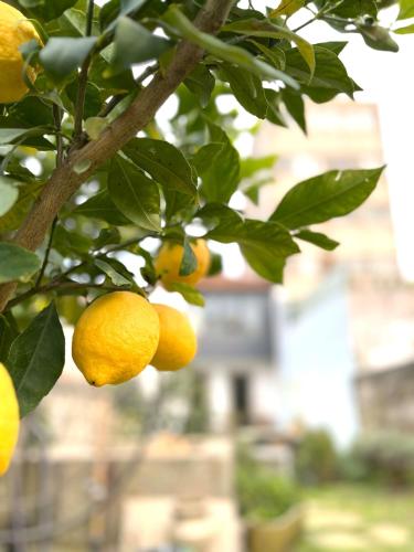 Hidden Gem near city center- garden, outdoor kitchen, sauna, Porto (photo 8)