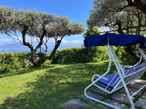 Sorrento Olive Tree Garden - image 4