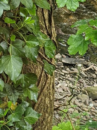 Otter view Otter view