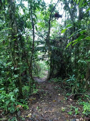 المنظر الخارجي, Selva Lodge in Canelos