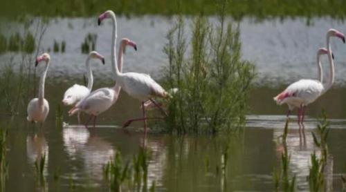 Taray Flamingo Beach 2