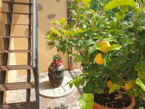 Hage, B&B Il Mandorlo in Cegliolo