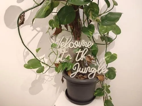 Jungle in Kelkheim for 4 Persons 24 h check in in Kelkheim Taunus, Deutschland