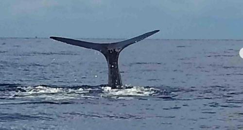 Roseau city hub apt #1 Roseau city hub apt #1