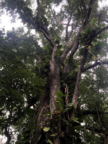 Stunning Jungle Refuge Close to Town