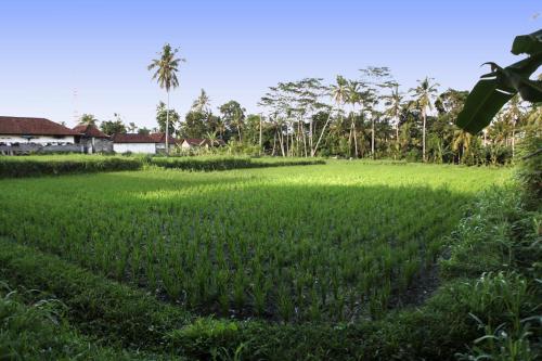 Bali Sunshine Ubud