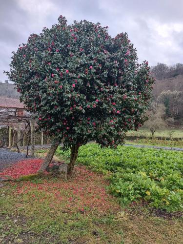 Casa Grande de Covas-Apartamentos Turísticos