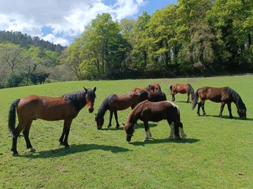 Casa Grande de Covas-Apartamentos Turísticos