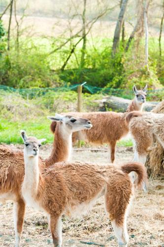 Relais Todini - image 11