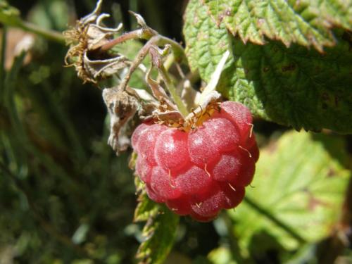 Gîtes Bon Air - image 5