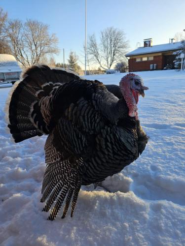 Rantarovio Rantarovio