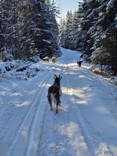 Rantarovio Rantarovio