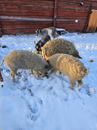 Rantarovio Rantarovio