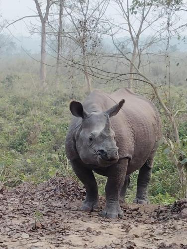 Kings jungle safari & Culture home stay in 梅格好利