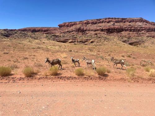 A környék, Glamping Family Tent At Private Riverside Ranch in Moab Nemzeti Park