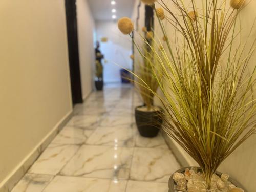 Magic pyramids Eden Magic pyramids Eden