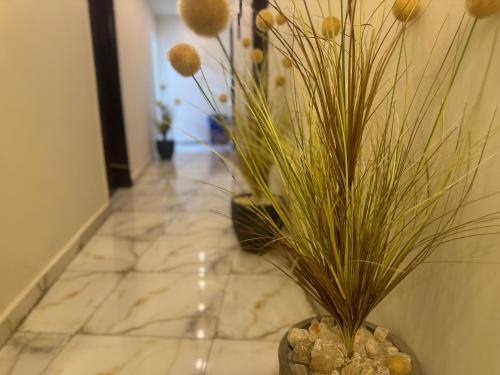 Magic pyramids Eden Magic pyramids Eden