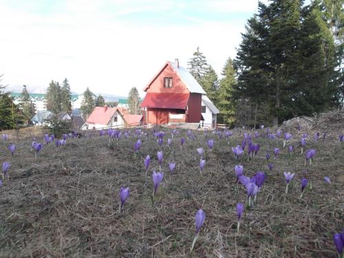 Šepić Accommodation - image 2