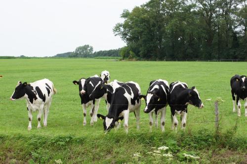 Erve Höwerboer - main image
