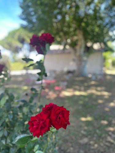 Gîte du Mas - Charmant Gîte provençal avec jardin commun Gîte du Mas - Charmant Gîte provençal avec jardin commun