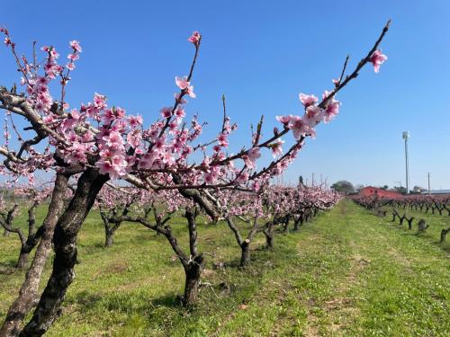 Agriturismo Corte Vecia Alloggio della Corte, Verona (foto 7)