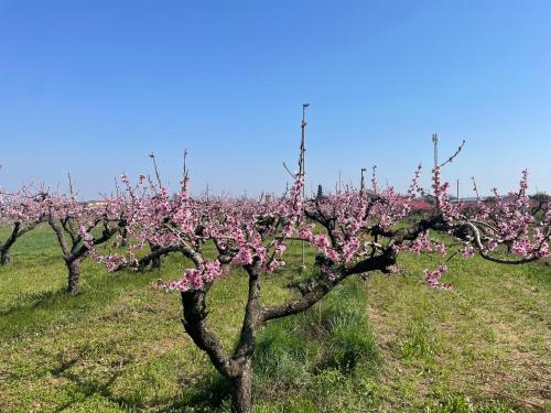 Agriturismo Corte Vecia Alloggio della Corte, Verona (foto 8)